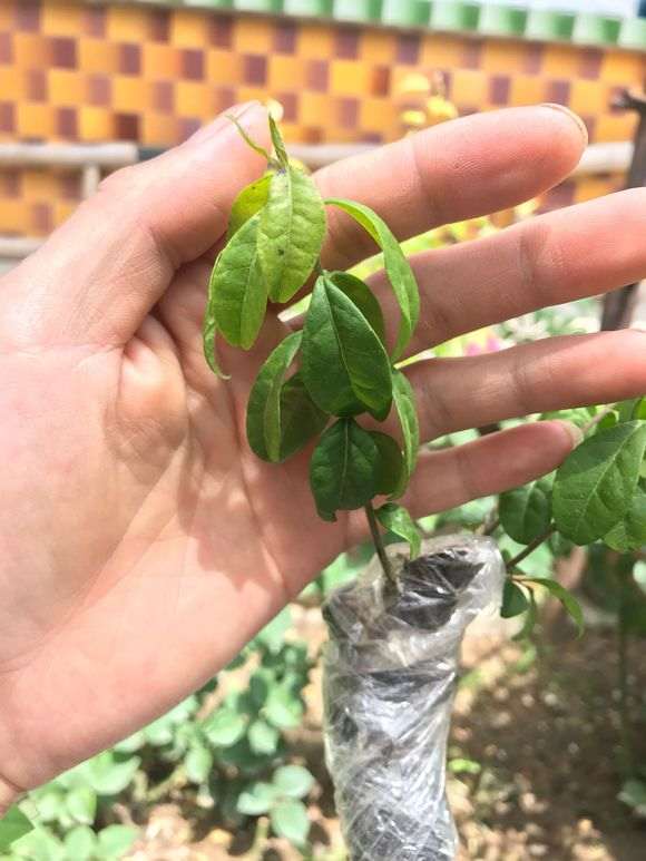 金弹子下山桩养几年 怎么只开花不结果