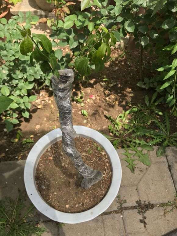 金弹子下山桩养几年 怎么只开花不结果