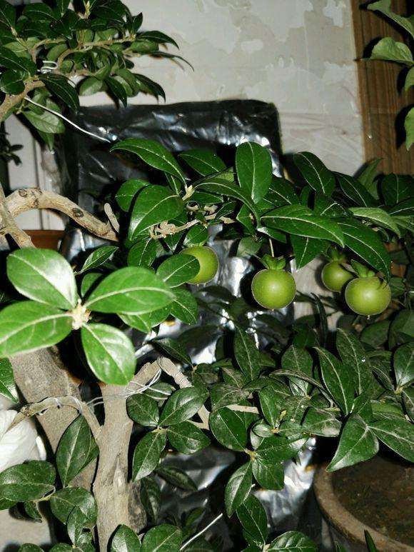 老鸦柿公花可以给母金弹子下山桩授粉吗