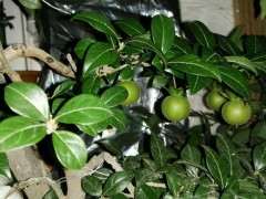 老鸦柿公花可以给母金弹子下山桩授粉吗 图片