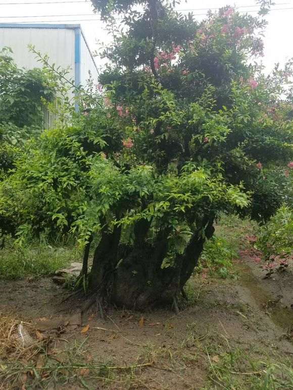 种了20年的金弹子下山桩 价值高么