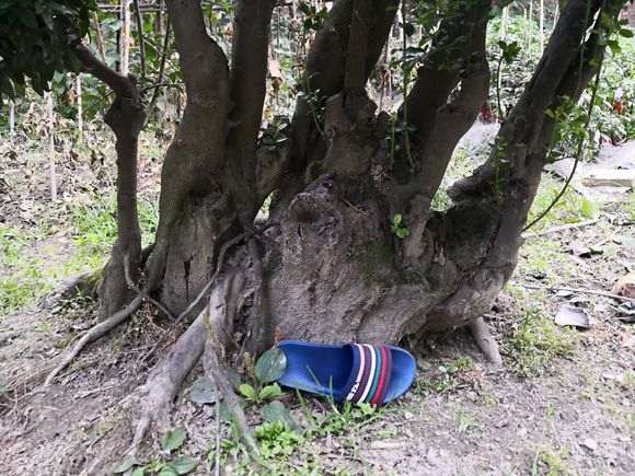 种了20年的金弹子下山桩 价值高么