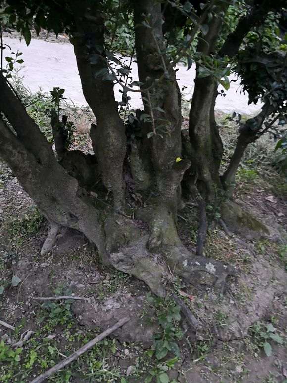 种了20年的金弹子下山桩 价值高么