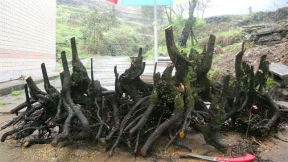 金弹子下山桩不容易烂桩 非常适合制作盆景
