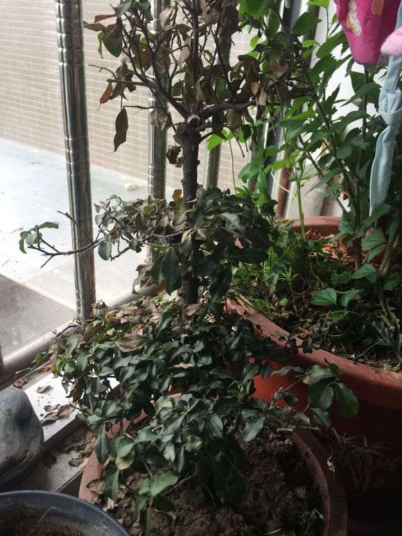 看看我的金弹子下山桩是不是死了