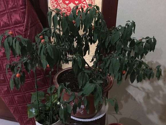 我的金弹子盆景有的救吗