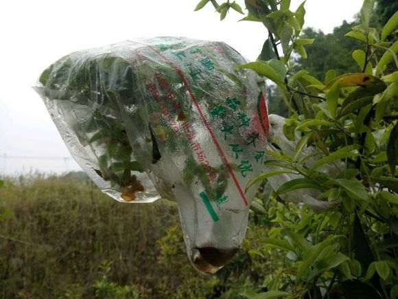 金弹子下山桩不授粉能挂果吗