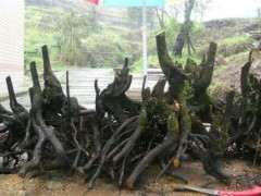 金弹子下山桩怎么授粉套袋的方法