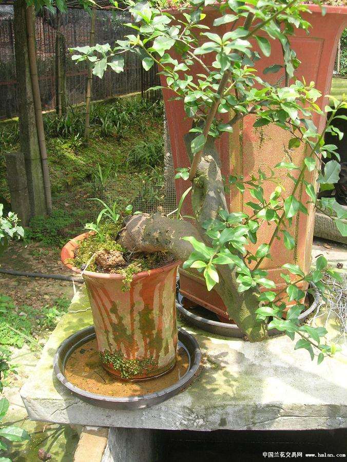 金弹子盆景的4个扦插要领