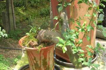 金弹子盆景的4个扦插发芽方法