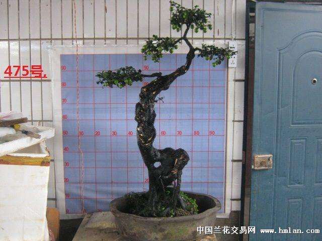 金弹子盆景扦插 不用化学处理 也能大量生根吗?