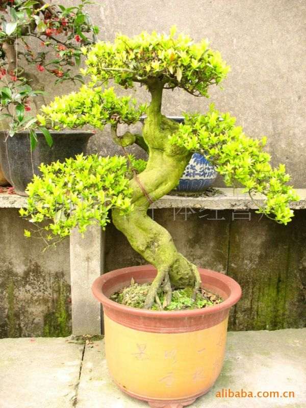 金弹子盆景扦插