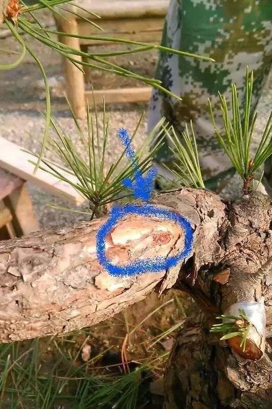 图解 老杆黑松盆景芽接 如何提高成活率