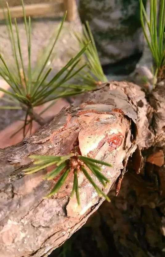 图解 老杆黑松盆景芽接 如何提高成活率