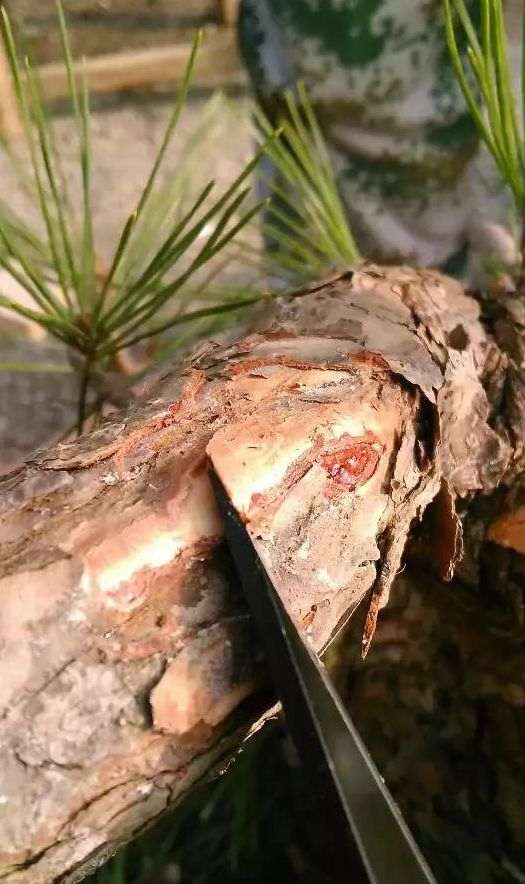 图解 老杆黑松盆景芽接 如何提高成活率