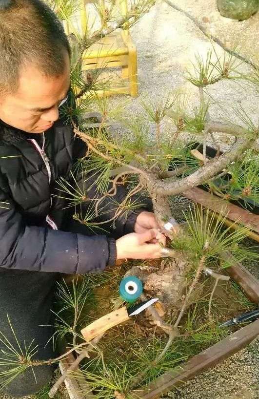 图解 老杆黑松盆景芽接 如何提高成活率