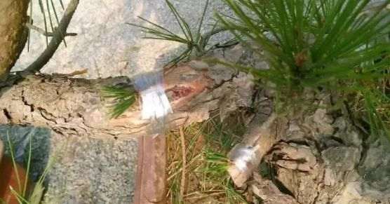 图解 老杆黑松盆景芽接 如何提高成活率