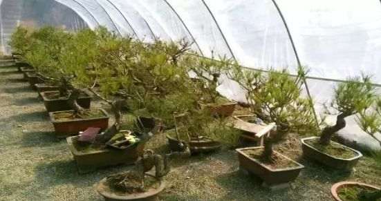 图解 老杆黑松盆景芽接 如何提高成活率