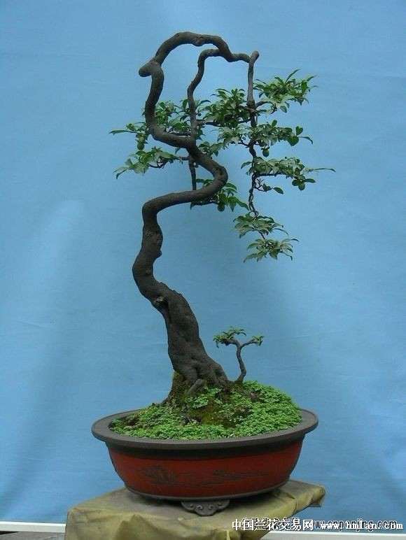 金弹子盆景选桩的3条标准