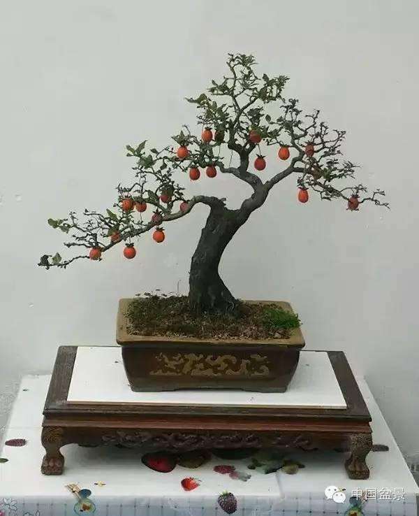 金弹子盆景虽然较耐寒