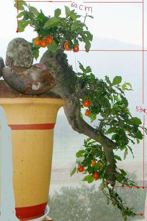 金弹子盆景虽然较耐寒