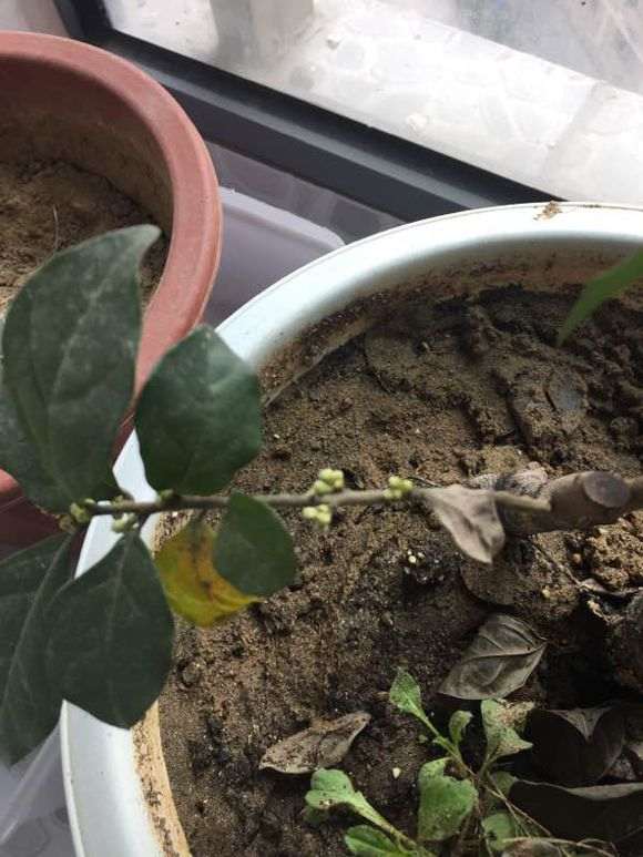 金弹子下山桩咋不结果