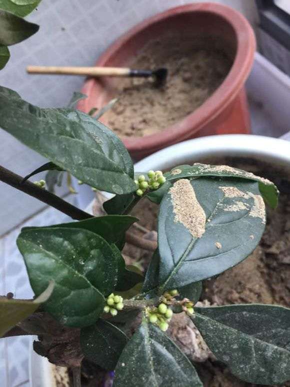 金弹子下山桩咋不结果