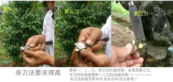 金弹子下山桩怎么嫁接的过程