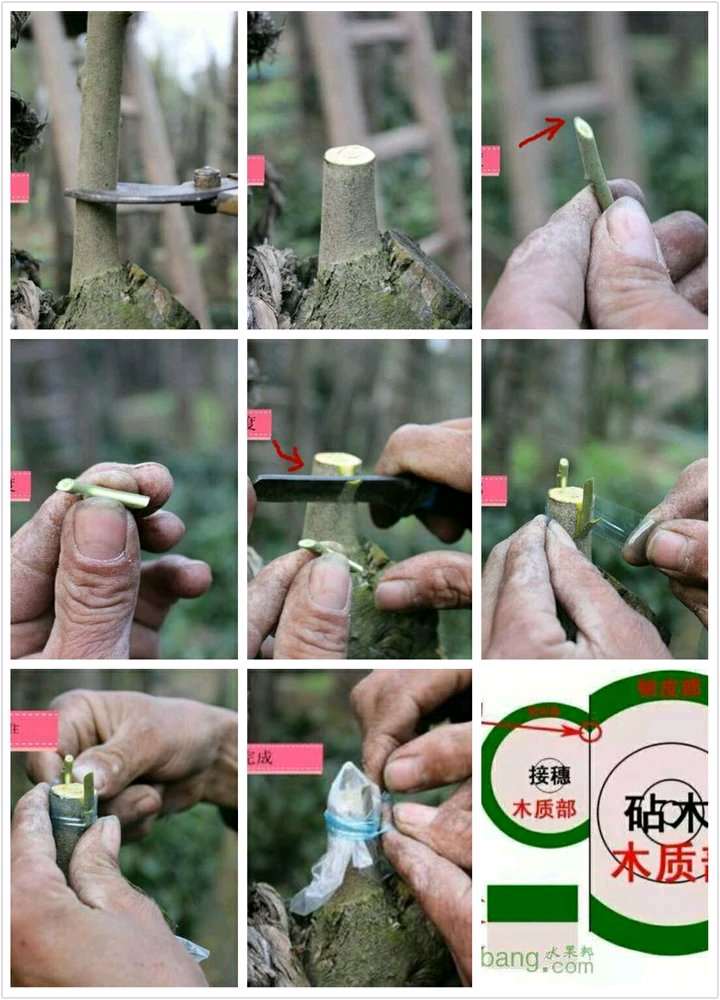 金弹子下山桩怎么嫁接的过程