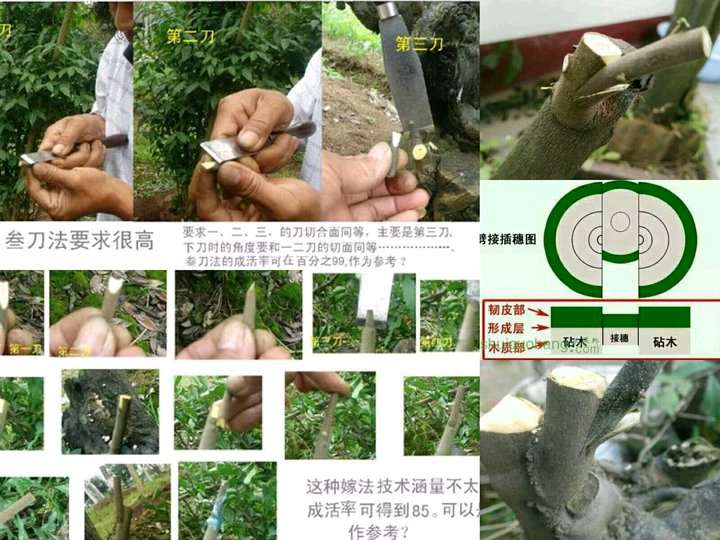 金弹子下山桩怎么嫁接的过程