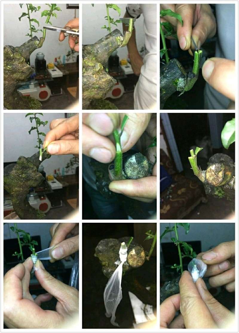 金弹子下山桩怎么嫁接的过程