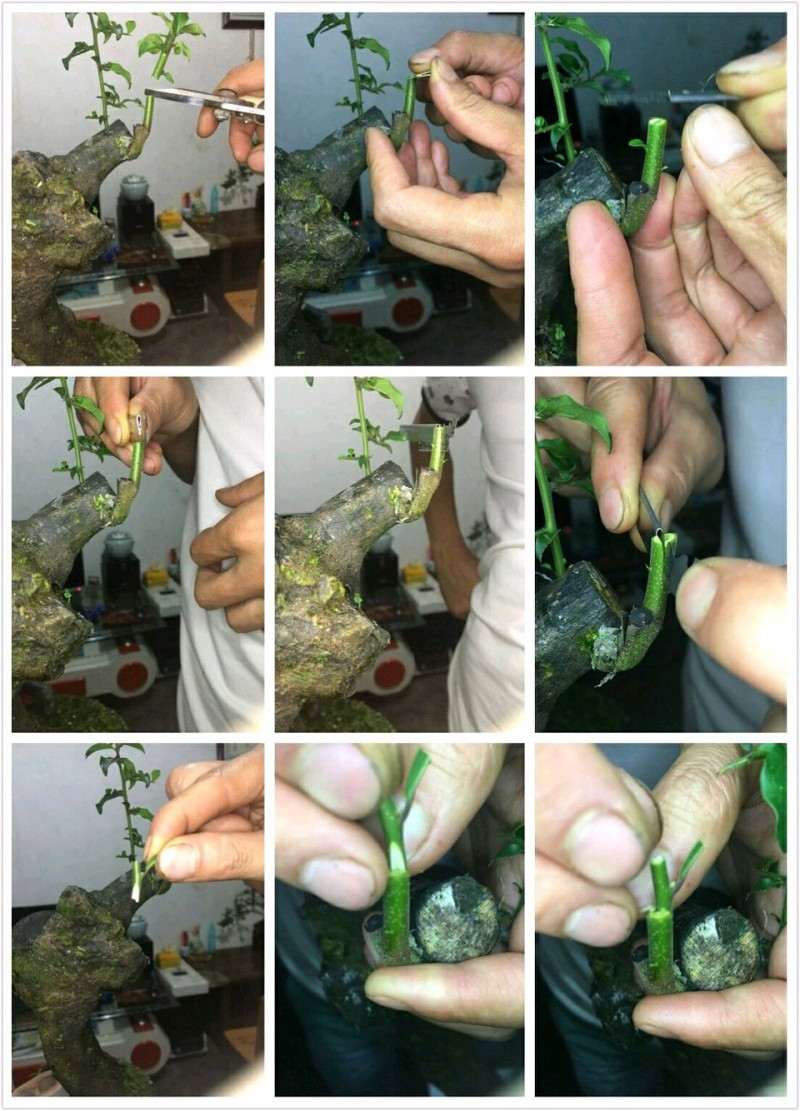 金弹子下山桩怎么嫁接的过程