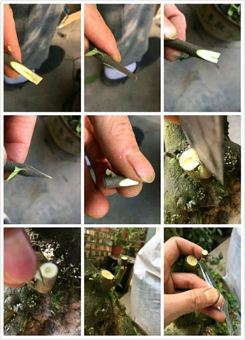 金弹子下山桩怎么嫁接的过程