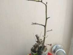 金弹子下山桩干叶 退枝枯萎 怎么挽救 图片