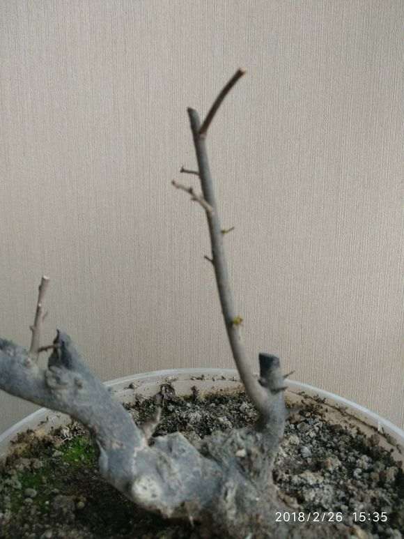 金弹子下山桩的枝叶出现枯萎怎么办