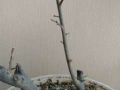 金弹子下山桩的枝叶出现枯萎怎么办 图片