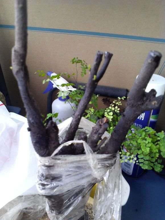 图解 金弹子盆景怎么套袋发芽的5个步骤