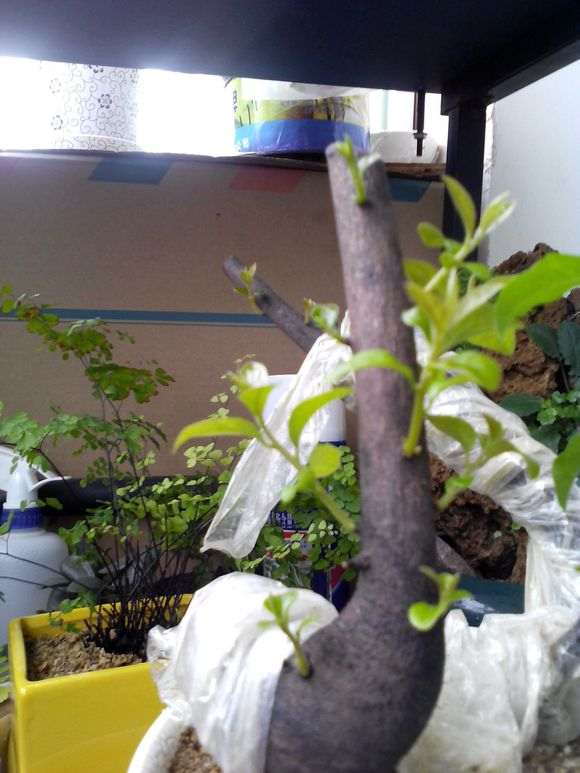 图解 金弹子盆景怎么套袋发芽的5个步骤