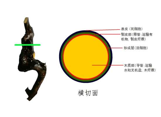 图解 金弹子盆景怎么套袋发芽的5个步骤