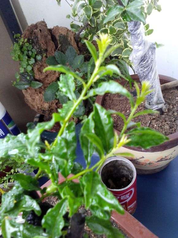 图解 金弹子盆景怎么套袋发芽的5个步骤