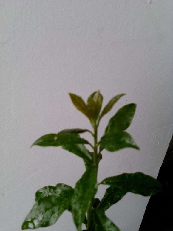 图解 金弹子盆景怎么套袋发芽的5个步骤