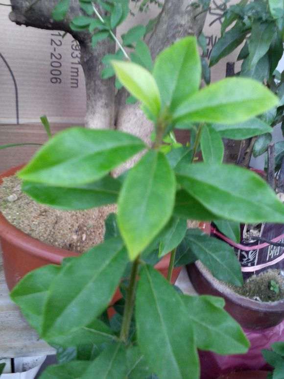 图解 金弹子盆景怎么套袋发芽的5个步骤