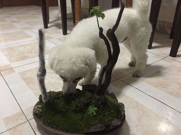 金弹子下山桩的价格 为何这么贵啊