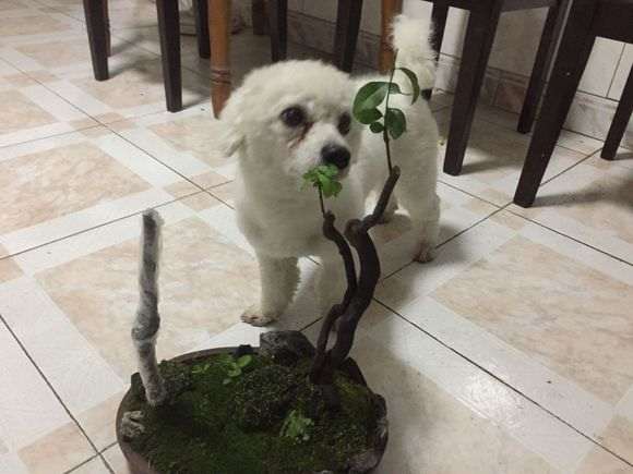金弹子下山桩的价格 为何这么贵啊