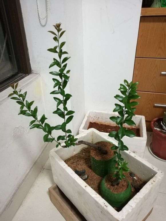 这是不是金弹子下山桩