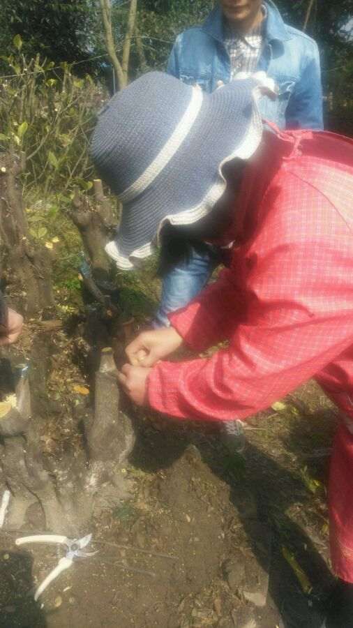 金弹子下山桩什么时间嫁接缠膜最好