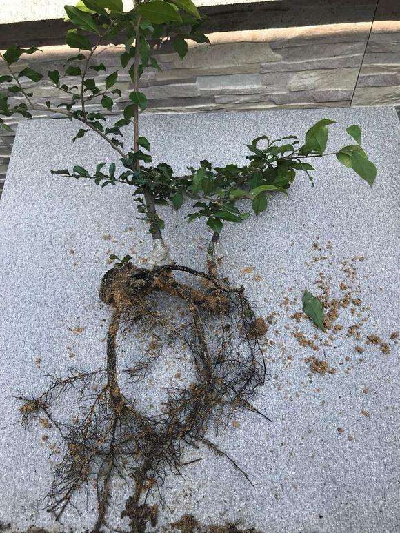 金弹子下山桩种植2年了 可以授粉吗 图片