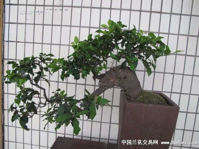 金弹子下山桩授粉