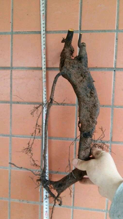 最恨有些卖家把夹生下山桩