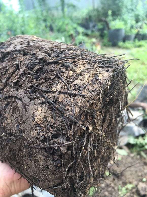 分享一个金弹子下山桩土壤配方